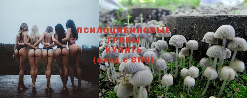 Галлюциногенные грибы Psilocybe  закладки  Тара 